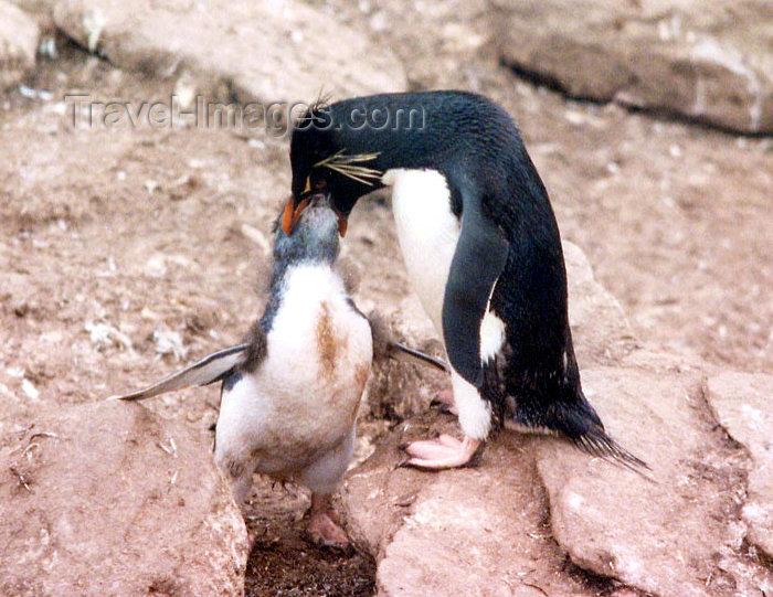 falkland23: Falkland islands / Ilhas Malvinas - Carcass Island: Rockhopper penguin feeding the young - Eudyptes chrysocome chrysocome (photo by G.Frysinger) - (c) Travel-Images.com - Stock Photography agency - Image Bank