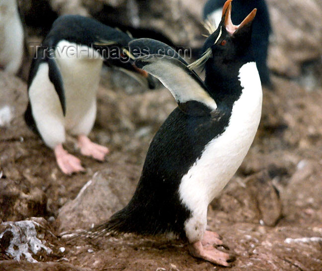 falkland24: Falkland islands / Ilhas Malvinas - Carcass Island: squawking Southern Rockhopper penguin - Eudyptes chrysocome chrysocome (photo by G.Frysinger) - (c) Travel-Images.com - Stock Photography agency - Image Bank