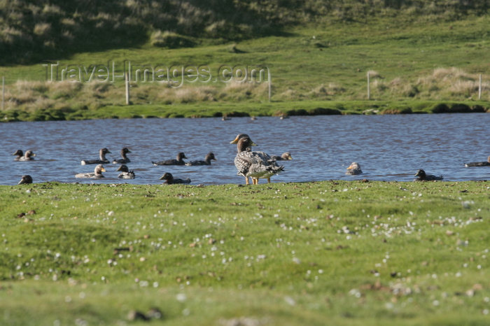 falkland26: Falkland islands - East Falkland - Port Louis - ducks in a pond - photo by Christophe Breschi - (c) Travel-Images.com - Stock Photography agency - Image Bank