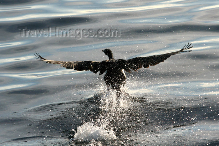 falkland27: Falkland islands - East Falkland - Port Louis - King Cormorant takes off - King Shag - Phalacrocorax atriceps - photo by Christophe Breschi - (c) Travel-Images.com - Stock Photography agency - Image Bank