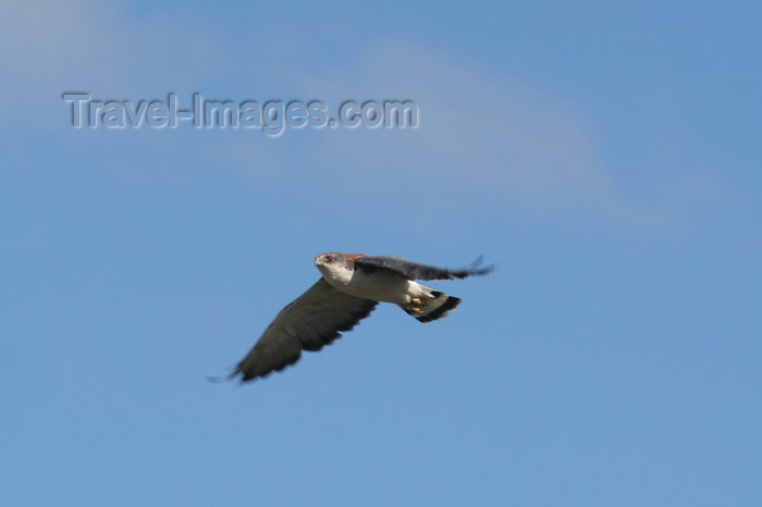 falkland30: Falkland islands - East Falkland - Port Louis - Red-backed Hawk in flight - Red-backed Buzzard - Buteo polyosoma - photo by Christophe Breschi - (c) Travel-Images.com - Stock Photography agency - Image Bank