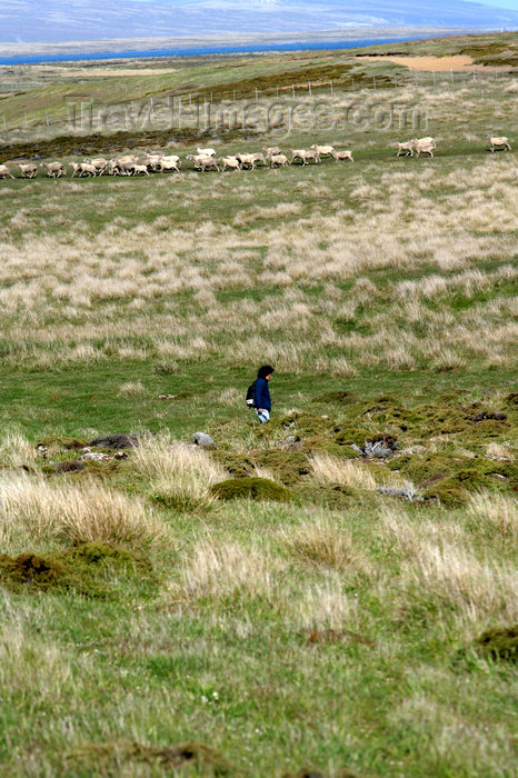 falkland32: Falkland islands - East Falkland - Port Louis - sheep in the fields - photo by Christophe Breschi - (c) Travel-Images.com - Stock Photography agency - Image Bank