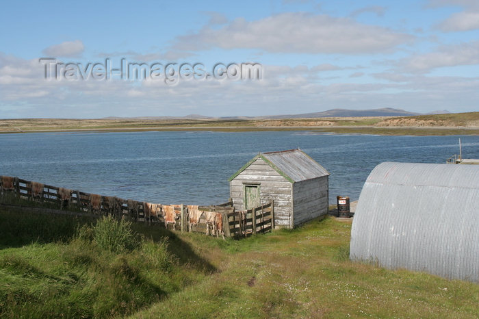 falkland33: Falkland islands - East Falkland - Port Louis - sheep skins - photo by Christophe Breschi - (c) Travel-Images.com - Stock Photography agency - Image Bank