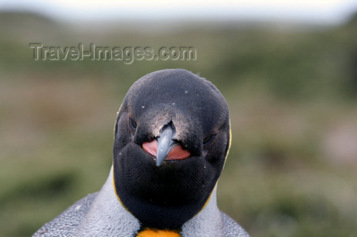 falkland38: Falkland islands - East Falkland - Salvador - face of King Penguin - Aptenodytes patagonicus - photo by Christophe Breschi - (c) Travel-Images.com - Stock Photography agency - Image Bank