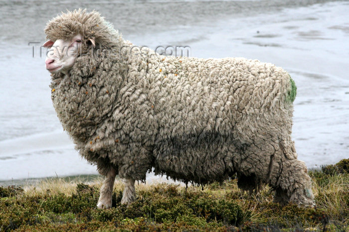 falkland39: Falkland islands - East Falkland - Salvador - Falkland sheep - wool production - photo by Christophe Breschi - (c) Travel-Images.com - Stock Photography agency - Image Bank