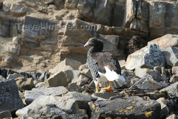 falkland41: Falkland islands - East Falkland - Salvador - Kelp Goose on rocks - Chloephaga hybrida malvinarum - photo by Christophe Breschi - (c) Travel-Images.com - Stock Photography agency - Image Bank