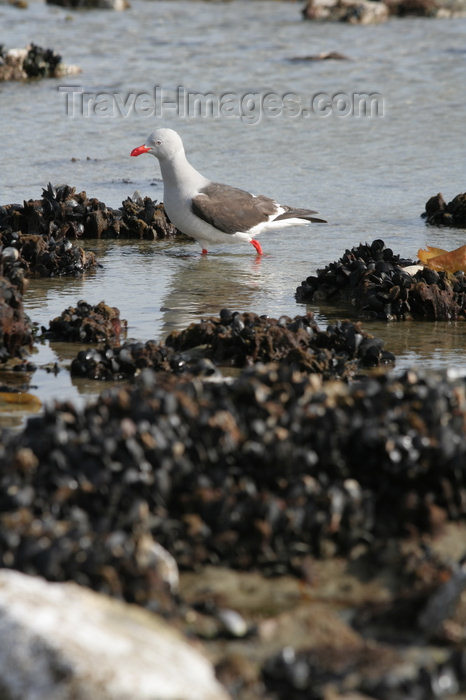 falkland42: Falkland islands - East Falkland - Salvador - Kelp Gull - Dominican Gull - Larus dominicanus - photo by Christophe Breschi - (c) Travel-Images.com - Stock Photography agency - Image Bank