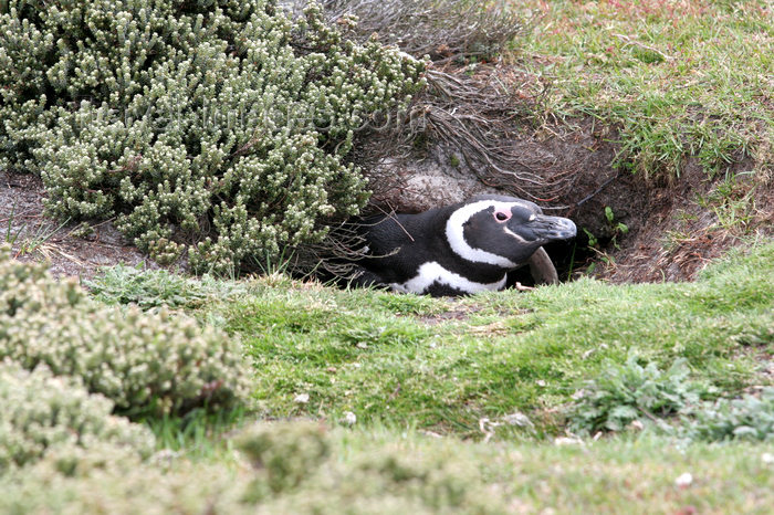 falkland43: Falkland islands - East Falkland - Salvador - Magellanic Penguin in a burrow - Jackass -  Spheniscus magellanicus - photo by Christophe Breschi - (c) Travel-Images.com - Stock Photography agency - Image Bank