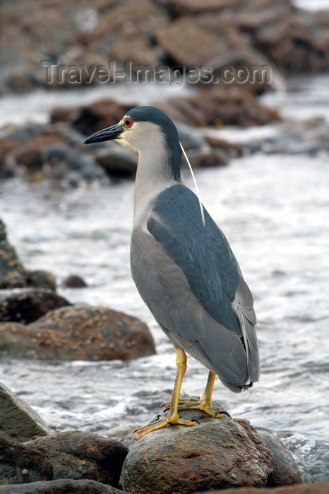 falkland44: Falkland islands - East Falkland - Salvador - Night Heron - Quark - Nycticorax nycticorax - photo by Christophe Breschi - (c) Travel-Images.com - Stock Photography agency - Image Bank