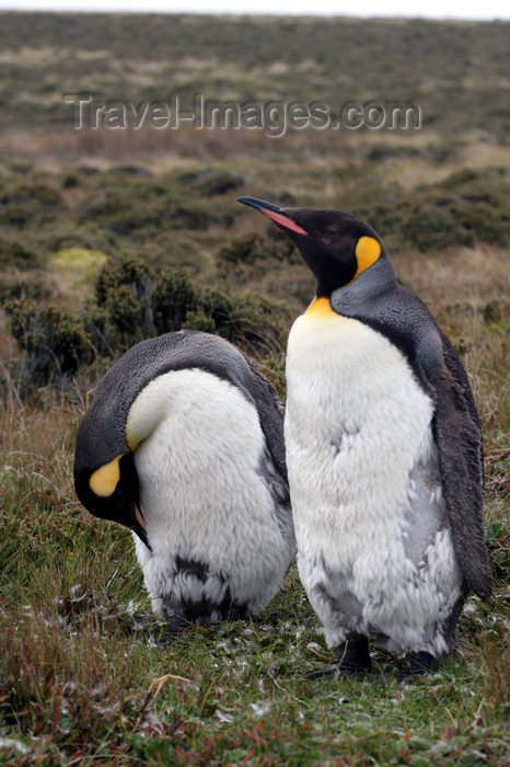 falkland45: Falkland islands - East Falkland - Salvador - pair of King Penguins - Aptenodytes patagonicus - photo by Christophe Breschi - (c) Travel-Images.com - Stock Photography agency - Image Bank