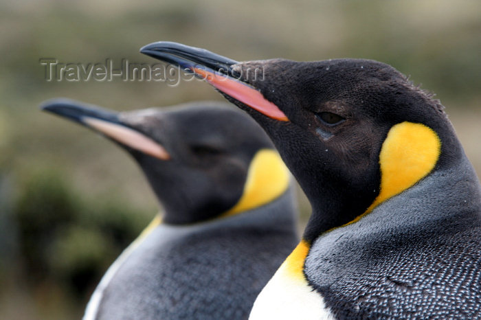 falkland46: Falkland islands - East Falkland - Salvador - pair of King Penguins - close up - Aptenodytes patagonicus - photo by Christophe Breschi - (c) Travel-Images.com - Stock Photography agency - Image Bank