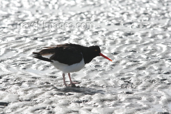 falkland47: Falkland islands - East Falkland - Salvador - Pied Oystercatcher - Magellanic Oystercatcher - Haematopus leucopodus - photo by Christophe Breschi - (c) Travel-Images.com - Stock Photography agency - Image Bank