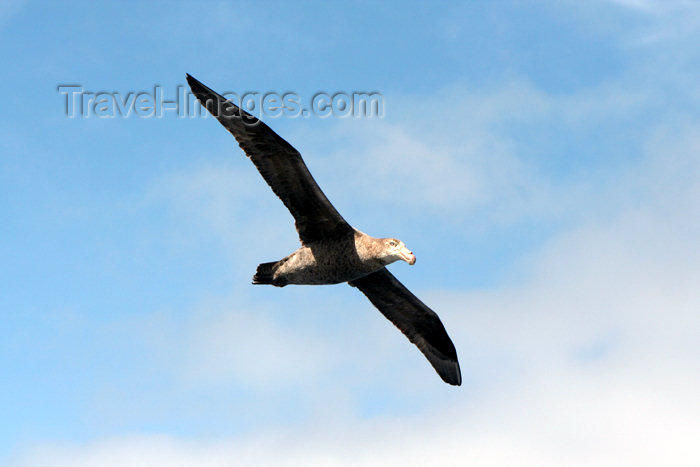 falkland5: South Atlantic - Southern Giant petrel - Stinker - Pétrel géant - Macronectes giganteus - photo by Christophe Breschi - (c) Travel-Images.com - Stock Photography agency - Image Bank