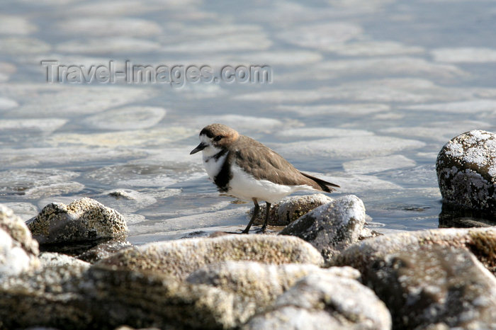 falkland50: Falkland islands - East Falkland - Salvador - Two-banded Plover - Beach Lark - Charadrius falklandicus - photo by Christophe Breschi - (c) Travel-Images.com - Stock Photography agency - Image Bank