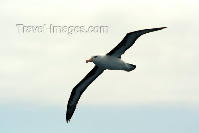 falkland54: South Atlantic - Black-browed Albatross - Mollymawk -albatros à sourcils noirs - Thalassarche melanophris - photo by Christophe Breschi - (c) Travel-Images.com - Stock Photography agency - Image Bank