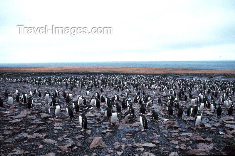 falkland6: Falkland islands / Ilhas Malvinas - East Falkland / Isla Soledad: Penguin colony - rookery - Antarctic fauna (photo by Rod Eime) - (c) Travel-Images.com - Stock Photography agency - Image Bank