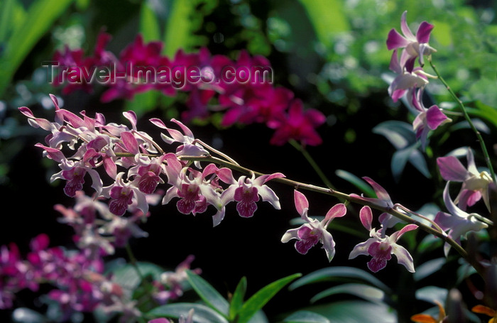 fiji11: Viti Levu, Fiji: Fuschia Orchids in the Garden of the Sleeping Giant, owned by Raymond Burr, star of Perry Mason - foothills of the Nausori Highlands - photo by C.Lovell - (c) Travel-Images.com - Stock Photography agency - Image Bank