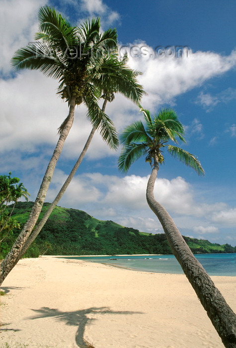 fiji24: Nacula Island, Yasawa group, Fiji: perfect tropical beach, tranquil scenario - white sand, coconut trees and turquoise water - photo by C.Lovell - (c) Travel-Images.com - Stock Photography agency - Image Bank