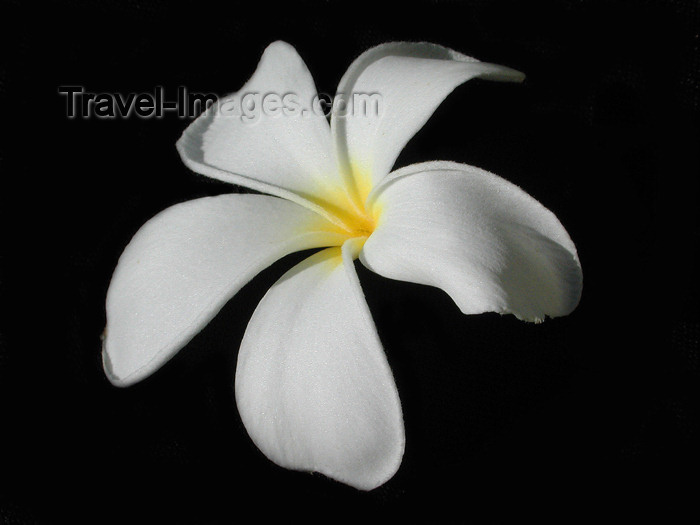 fiji33: Denarau Island, Viti Levu, Fiji: White Flower - Frangipani or Plumeria - photo by B.Cain - (c) Travel-Images.com - Stock Photography agency - Image Bank