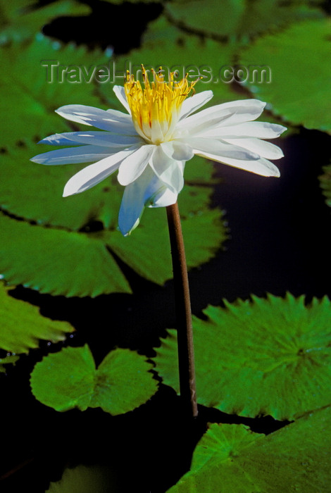 fiji6: Viti Levu, Fiji: Lotus blossom - photo by C.Lovell - (c) Travel-Images.com - Stock Photography agency - Image Bank