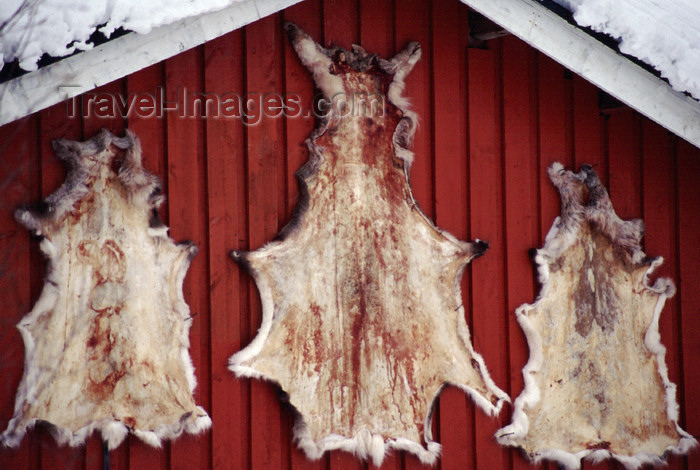 fin111: Finland - Lapland - reindeer skins - Arctic images by F.Rigaud - (c) Travel-Images.com - Stock Photography agency - Image Bank