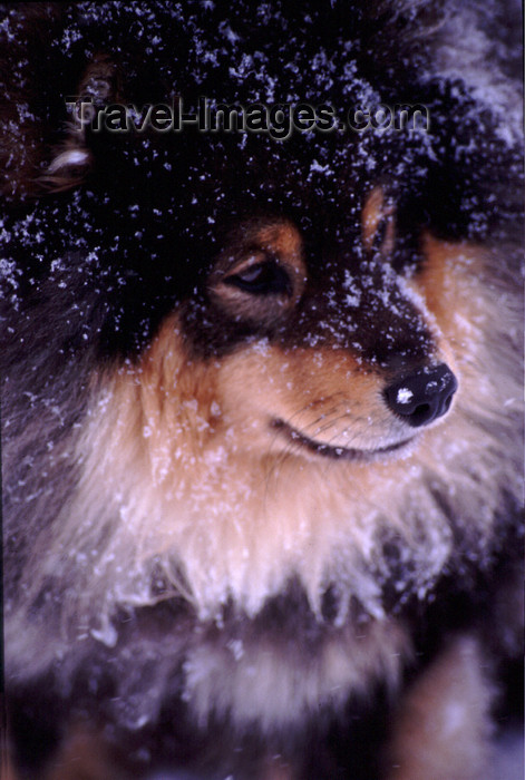 fin118: Finland - Lapland - Saariselkä - dog in the snow - Arctic images by F.Rigaud - (c) Travel-Images.com - Stock Photography agency - Image Bank