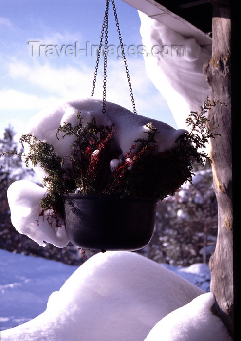 fin38: Finland - Lapland - Saarselkä - flower vase in the snow - Arctic images by F.Rigaud - (c) Travel-Images.com - Stock Photography agency - Image Bank