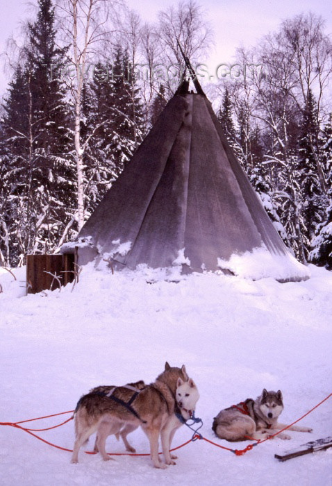 fin46: Finland - Lapland: kota, a Sami tent and huskies (photo by F.Rigaud) - (c) Travel-Images.com - Stock Photography agency - Image Bank