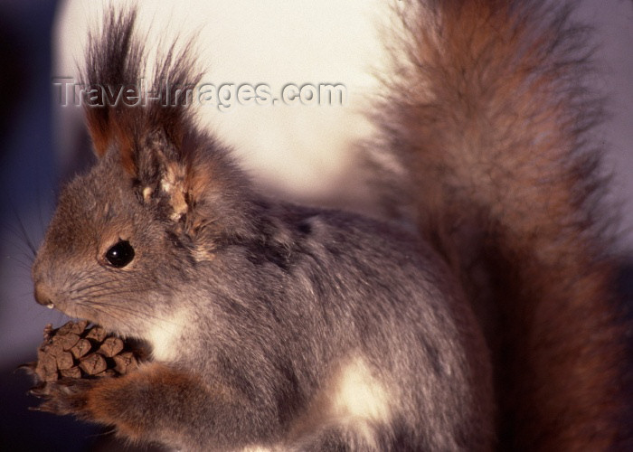 fin48: Finland - Lapland: squirrel (photo by F.Rigaud) - (c) Travel-Images.com - Stock Photography agency - Image Bank