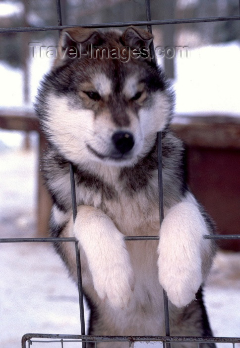 fin51: Finland - Lapland: husky on a fence - dog - arctic (photo by F.Rigaud) - (c) Travel-Images.com - Stock Photography agency - Image Bank