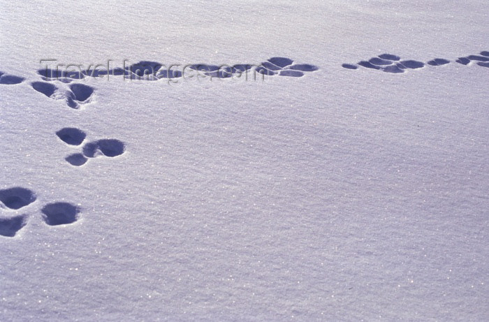 fin66: Finland - Lapland: dog prints in the snow (photo by F.Rigaud) - (c) Travel-Images.com - Stock Photography agency - Image Bank