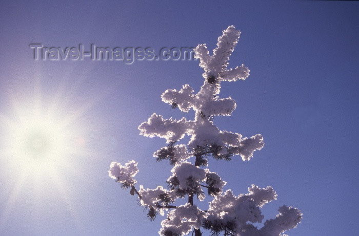 fin67: Finland - Lapland: ice covered pinetree and the sun (photo by F.Rigaud) - (c) Travel-Images.com - Stock Photography agency - Image Bank