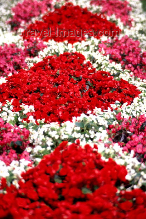 fin79: Finland - Kuopio (Ita-Suomen Laani): garden - flower plots (photo by F.Rigaud) - (c) Travel-Images.com - Stock Photography agency - Image Bank