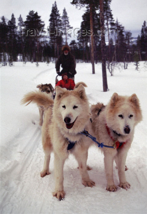 fin88: Finland - Lapland - Ivalo - Huskies at work - sledge - dogsled - Arctic images by F.Rigaud - (c) Travel-Images.com - Stock Photography agency - Image Bank