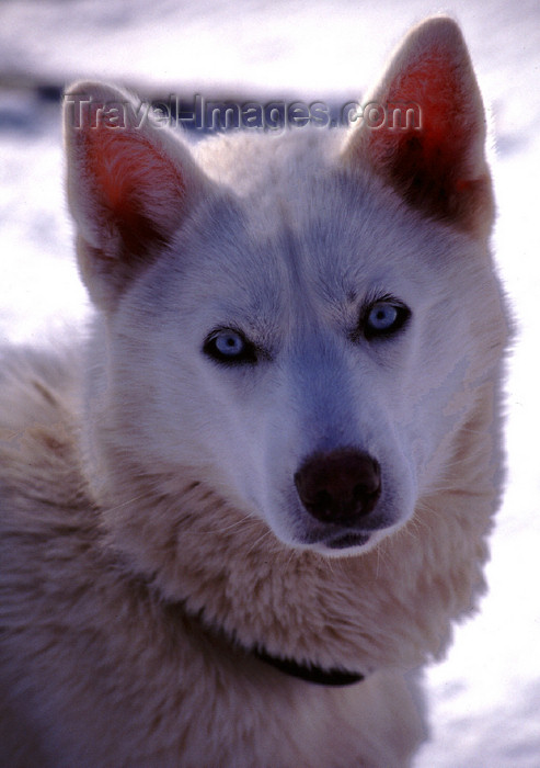 fin89: Finland - Lapland - Ivalo - Husky face - quintessential arctic dog - Arctic images by F.Rigaud - (c) Travel-Images.com - Stock Photography agency - Image Bank