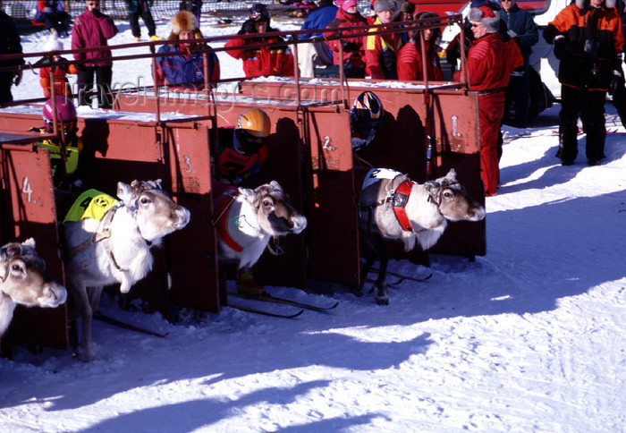 fin92: Finland - Lapland - Ivalo, Inari municipality - Reindeer races - departure - Arctic images by F.Rigaud - (c) Travel-Images.com - Stock Photography agency - Image Bank