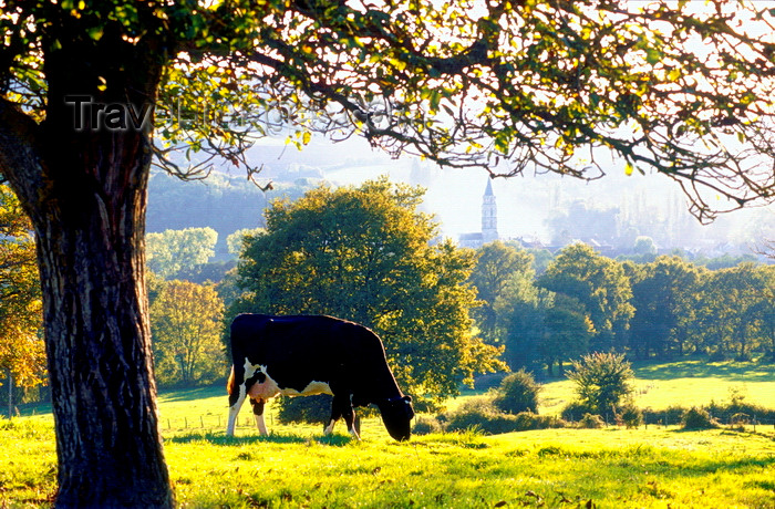 france1031: Saint-Père-sous-Vézelay, Yonne, Burgundy / Bourgogne, France: pasture among the trees - cow grazing on the hills, with the church of Notre-Dame de Saint-Père in the background - photo by K.Gapys - (c) Travel-Images.com - Stock Photography agency - Image Bank