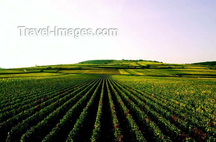 france1036: Burgundy / Bourgogne, France: endless vineyards - photo by K.Gapys - (c) Travel-Images.com - Stock Photography agency - Image Bank