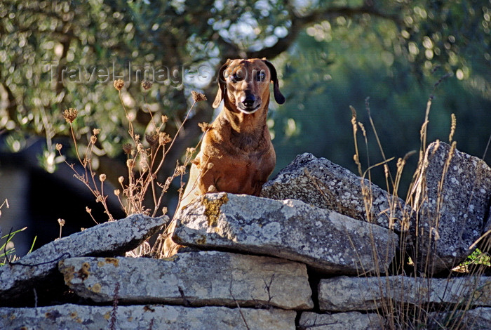 france1055: Gordes, Vaucluse, PACA, France: Doxin Hound on a wall in the golden-stone village of Gordes - photo by C.Lovell - (c) Travel-Images.com - Stock Photography agency - Image Bank