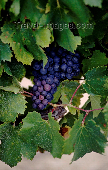france1063: Vaucluse, PACA, France: red wine grapes ripening on the vine - photo by C.Lovell - (c) Travel-Images.com - Stock Photography agency - Image Bank