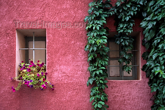 france1068: Roussillon, Vaucluse, PACA, France: petunias and vine in the village of Roussillon, with its many hued walls colored with ochre plaster from the local quarry - photo by C.Lovell - (c) Travel-Images.com - Stock Photography agency - Image Bank