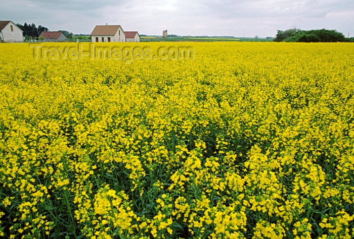 france1075: Loir-et-Cher, Centre, France: yellow mustard field and farm house - Loire Valley - photo by C.Lovell - (c) Travel-Images.com - Stock Photography agency - Image Bank