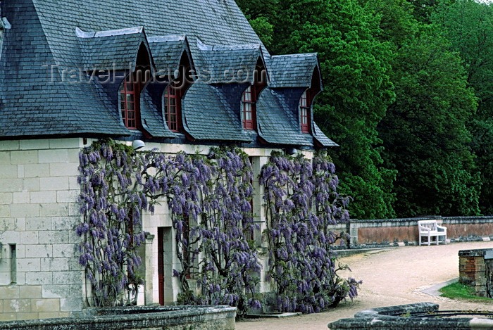 france1076: Chenonceaux, Indre-et-Loire, Centre, France: Château de Chenonceau caretakers' cottage - purple wisteria - Loire Valley - photo by C.Lovell - (c) Travel-Images.com - Stock Photography agency - Image Bank