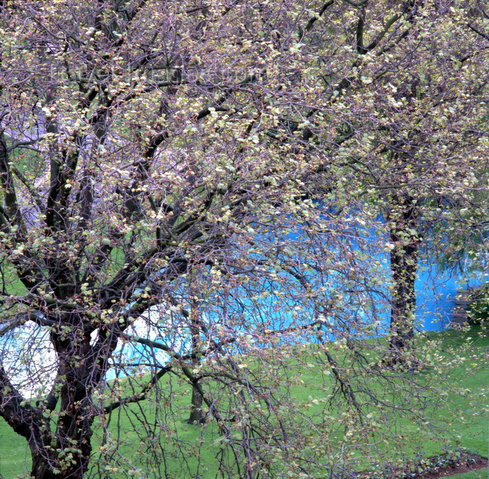 france1129: Le Havre, Seine-Maritime, Haute-Normandie, France: trees at St. Roch Square, English Garden - photo by A.Bartel - (c) Travel-Images.com - Stock Photography agency - Image Bank