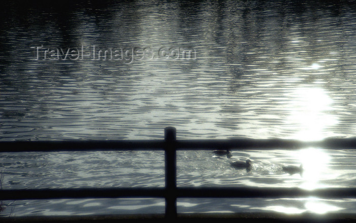 france1134: La Varenne, Val-de-Marne, Ile-de-France: the river Marne - fence, ducks and sun - photo by Y.Baby - (c) Travel-Images.com - Stock Photography agency - Image Bank