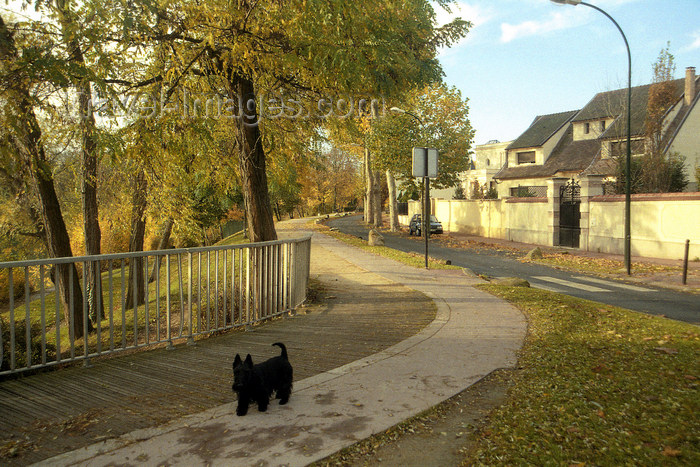 france1139: La Varenne, Val-de-Marne, Ile-de-France: dog and cycleway - photo by Y.Baby - (c) Travel-Images.com - Stock Photography agency - Image Bank