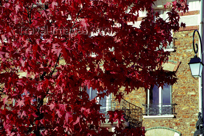 france1149: La Varenne, Val-de-Marne, Ile-de-France: autumn leaves - photo by Y.Baby - (c) Travel-Images.com - Stock Photography agency - Image Bank