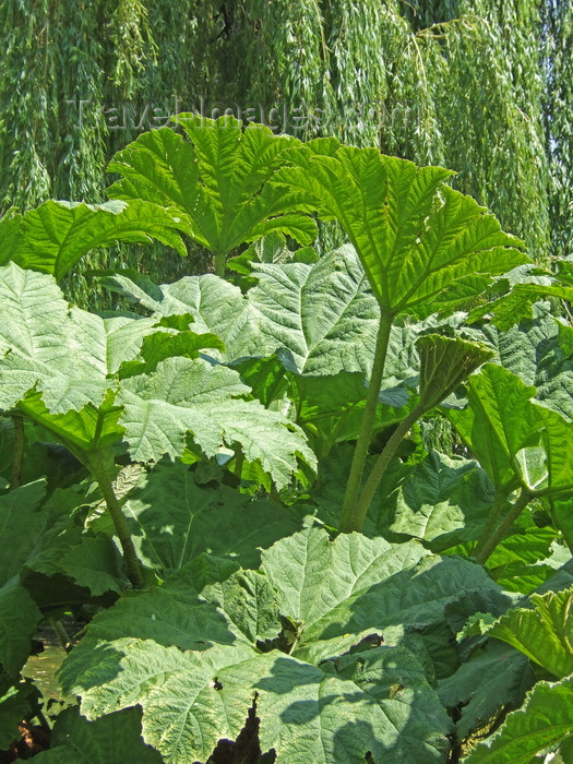 france1249: Le Havre, Seine-Maritime, Haute-Normandie, France: Gunnera Manicata, Giant Rhubarb plant at St Roch Gardens - photo by A.Bartel - (c) Travel-Images.com - Stock Photography agency - Image Bank