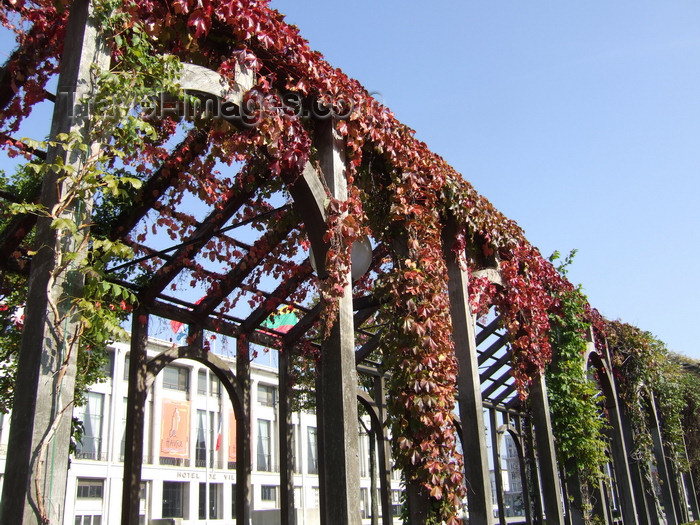 france1265: Le Havre, Seine-Maritime, Haute-Normandie, France: ivy on a pergola - Normandy - photo by A.Bartel - (c) Travel-Images.com - Stock Photography agency - Image Bank