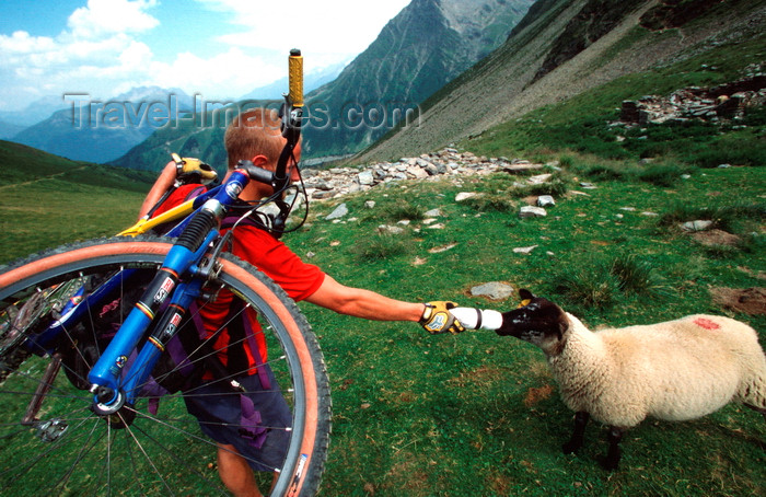 france908: Chamonix, Haute-Savoi, Rhône-Alpes, France: a mountainbiker shares his water bottle with a sheep - Tour du Mont Blanc trail - photo by S.Egeberg - (c) Travel-Images.com - Stock Photography agency - Image Bank